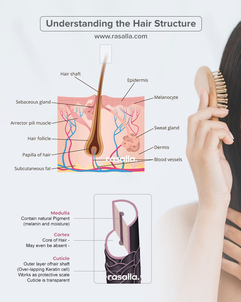Understanding the Hair structure